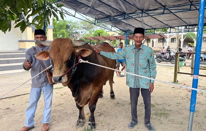 32 Sapi Kurban Disalurkan di Kaltim, Termasuk Sapi 960 Kg dari Presiden Prabowo
