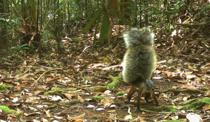 Misteri Tupai Penghisap Darah Pemangsa Kijang yang Hidup di Belantara Kalimantan
