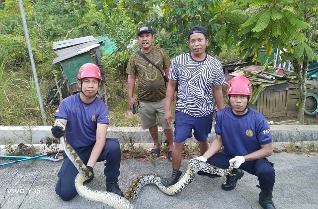 Ular Piton 3 Meter Muncul di Permukiman Lok Tuan Bontang
