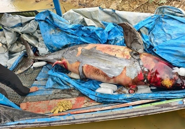 Dipantau Peneliti selama 27 Tahun, Pesut Mahakam “Lion” Ditemukan Mati di Kukar