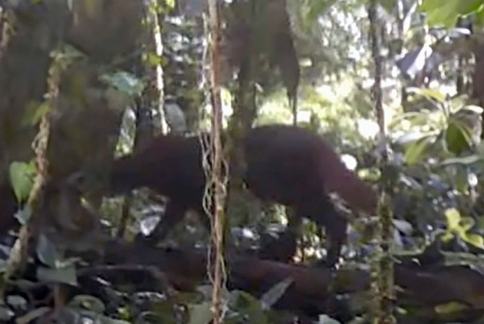 Kucing Merah Kalimantan Muncul Lagi setelah 21 Tahun, Terekam Kamera di TN Kayan Mentarang