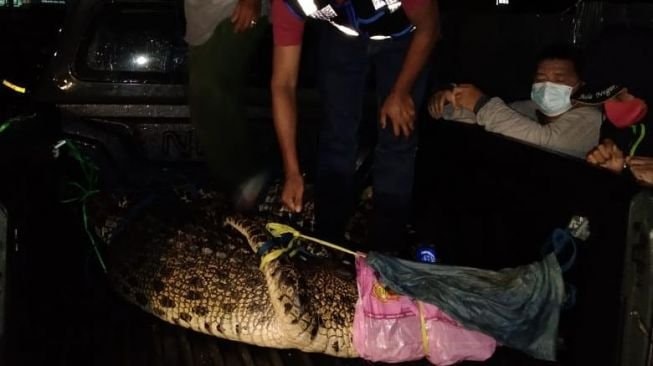 Evakuasi Sempat Molor, Buaya di Bontang Berhasil Dievakuasi