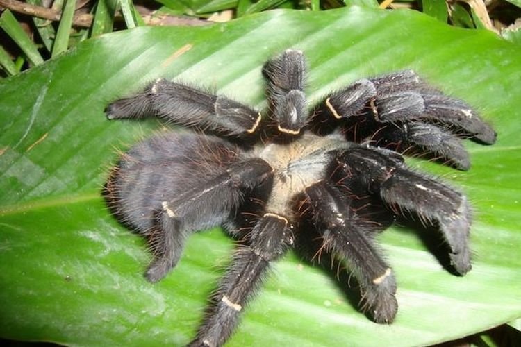Tak Sengaja Jatuh di Kaki, Tarantula Spesies Baru Ditemukan di Kalimantan