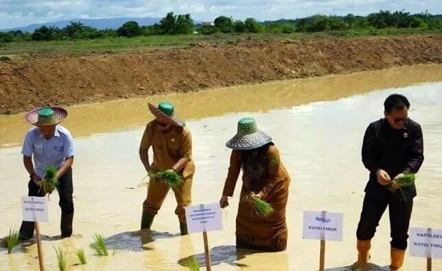Kutim Genjot 10 Ribu Hektare Sawah Baru, Target jadi Lumbung Pangan Kaltim