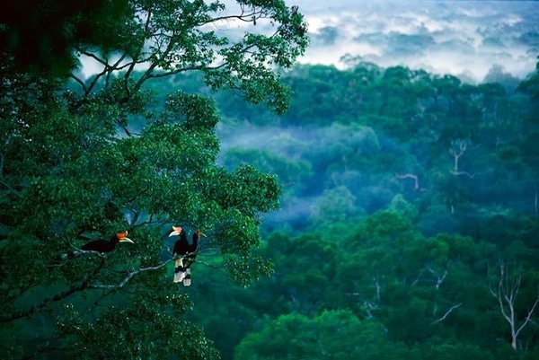 Jelajah "Amazon"-nya Indonesia di Kalimantan