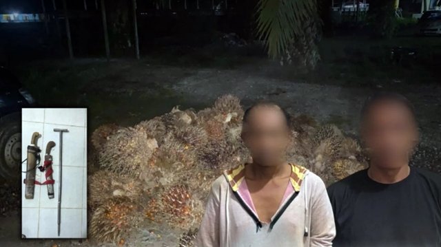 Tertangkap Basah! Dua Pria Curi Sawit 1,2 Ton di Kebun PT REA Kaltim