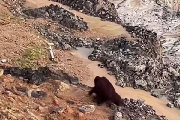 BKSDA Kaltim Selidiki Keberadaan Orangutan di Area Tambang Kutai Timur