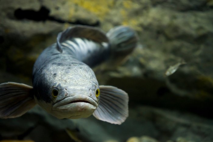 Ikan Toman, Predator asal Kalimantan yang Bermanfaat bagi Kesehatan