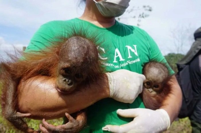 BKSDA Kaltim Selamatkan Induk Orangutan dan Bayi Kembar di Kutai Timur