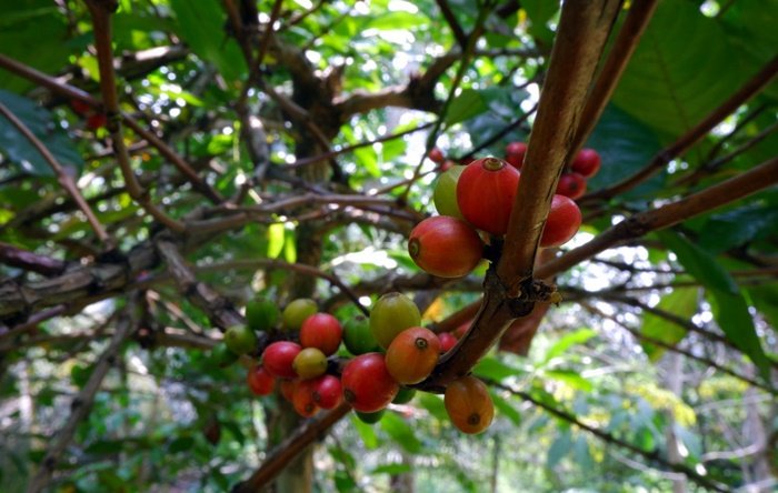 Kopi Liberika, 'Emas Hitam' dari Pulau Borneo