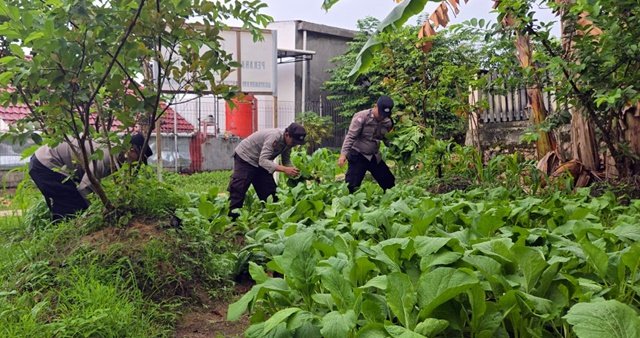 Polsek Bontang Selatan Laksanakan Panen Ketahanan Pangan untuk Masyarakat