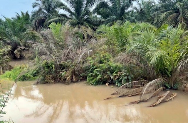 8 Bulan Sawit Warga Batuah Kukar Tenggelam Lumpur, Diduga Limbah Tambang