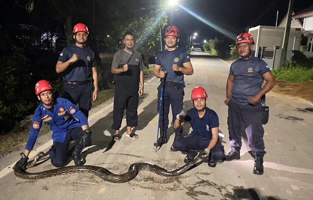 Ular Piton 2,5 Meter Bikin Heboh Warga Rawa Indah Bontang