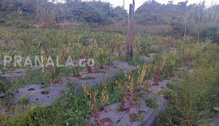 Warga Samarinda Kena Dampak Limbah: Ikan Mati, Muncul Penyakit Kulit
