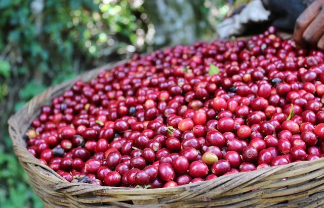 Tolak Tanam Sawit, Kelompok Tani di Kutim Sukses Cuan dari Kopi Liberika