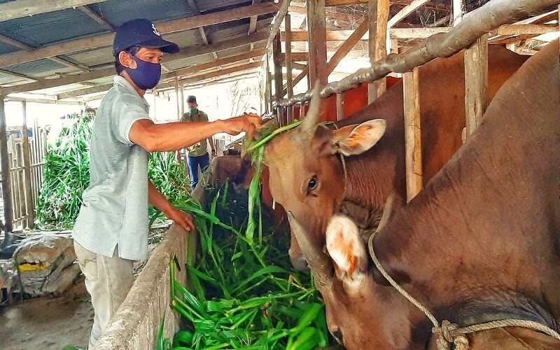 200 Sapi di Penajam Diasuransikan lewat AUTSK