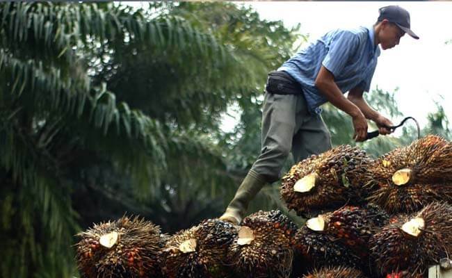 Kaltim Punya 3 Juta Hektare Sawit, Gubernur Ajak Taiwan Masuk Industri Hilir
