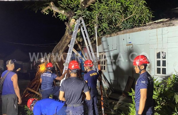 Pohon Tumbang Timpa Rumah Warga di Tanjung Laut Indah, Bontang