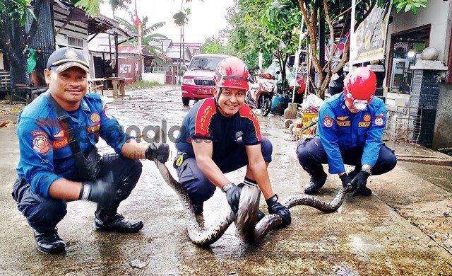 Ular Piton 3 Meter Serang Ayam, Tim Damkartan Bontang Turun Tangan