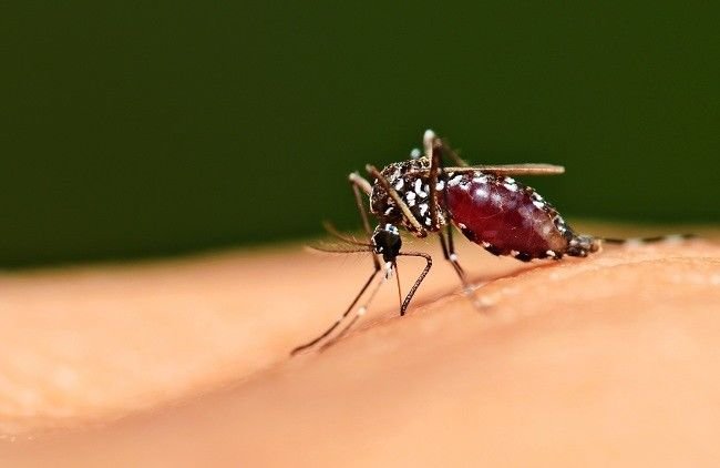 Kutim Kejar Eliminasi Malaria 2027