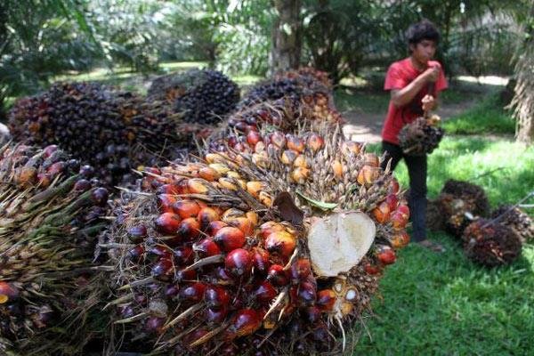 Harga TBS di Kaltim Sulit Dikendalikan?
