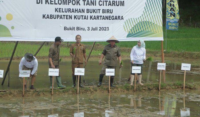 Gerakan Tanam Padi 1.000 Hektare Dipusatkan di Kukar
