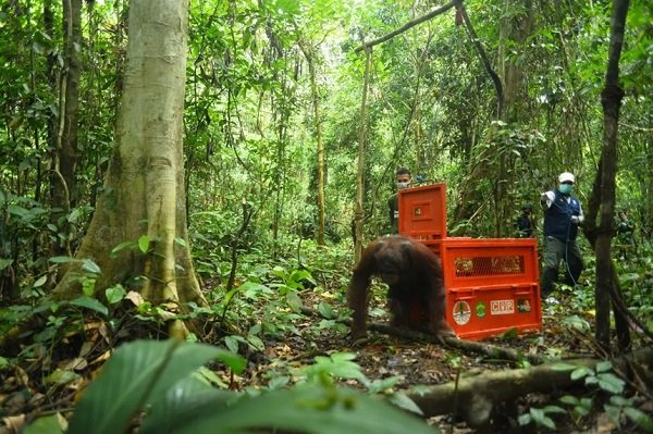 Empat Orangutan Dilepasliarkan di Hutan Lindung Gunung Batu Mesangat, Kutai Timur