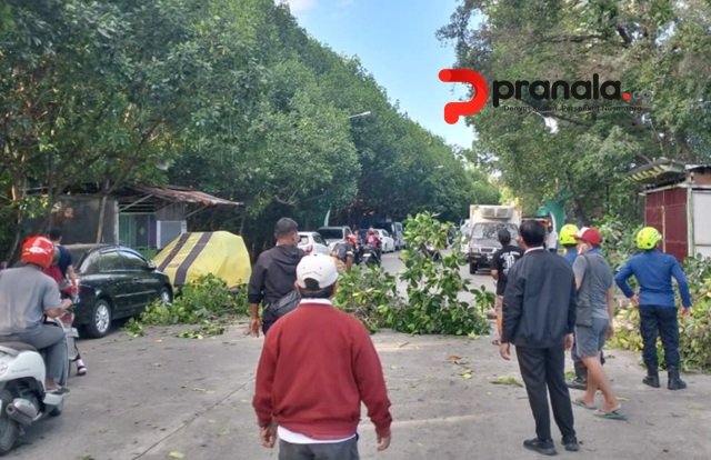 Mobil Nyaris Ringsek Tertimpa Pohon Bakau Tumbang di Bontang Kuala