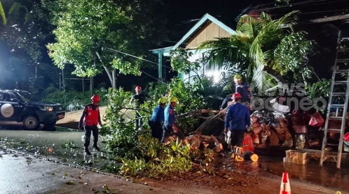 Pohon Tumbang di Dekat Rumah Wawali Bontang, Arus Lalu Lintas Sempat Macet Total