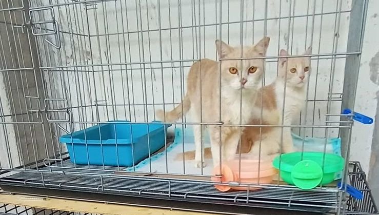 Demi Pelihara Kucing Terlantar, Pemuda di Samarinda Rela Rogoh Rp 600 Ribu untuk Sewa Kontrakan Khusus