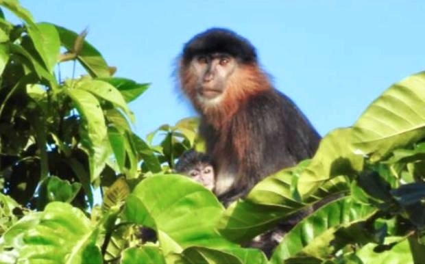 Monyet Misterius Ditemukan di Kalimantan