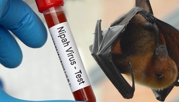 Virus Nipah Masuk Daftar Ancaman Pandemi, Warga Kaltim Diminta Lebih Waspada