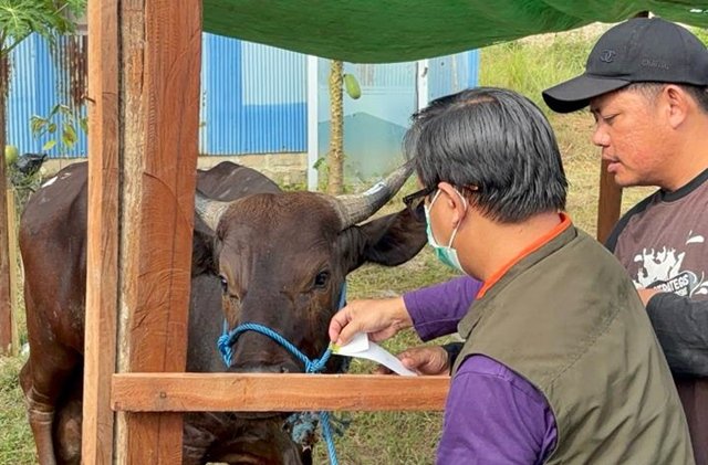 Ribuan Sapi Sudah Dicek, Hewan Kurban di Bontang Diklaim Aman