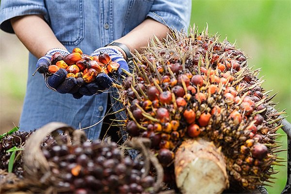 Harga TBS Sawit di Kaltim Tembus Rp2.599 per Kilogram
