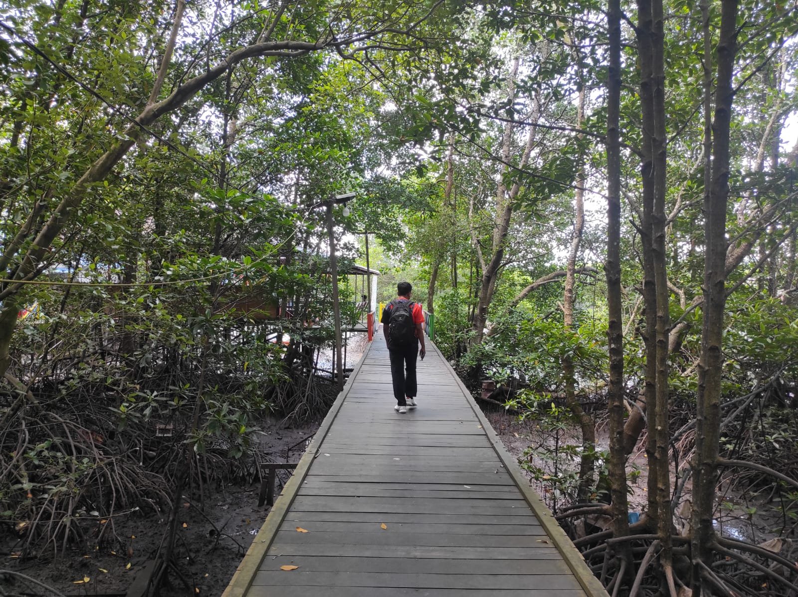 Mangrove Telok Bangko: Penjaga Kehidupan, Penyangga Ekonomi