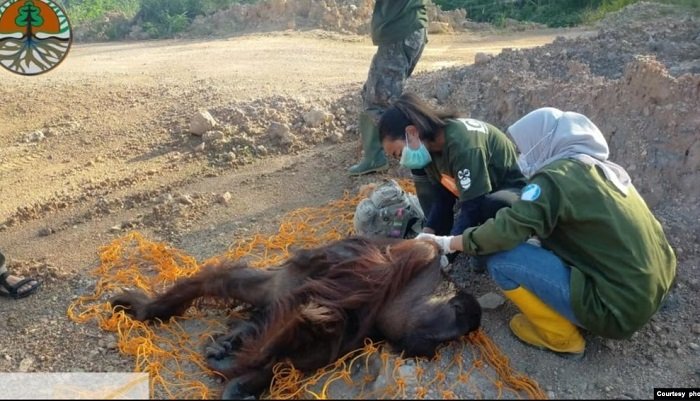 2 Orangutan Berhasil Dievakuasi dari Jalan Poros Bengalon Kutai Timur