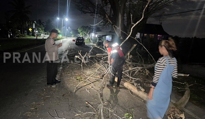 Lalu Lintas Macet Akibat Pohon Tumbang di Ma’rang Pangkep, Polisi dan Warga Gotong Royong