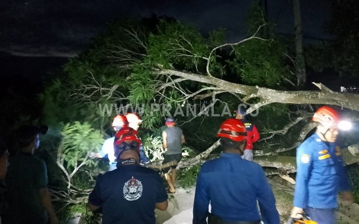 Pohon Tumbang Ganggu Akses Jalan dan Listrik di Bontang Lestari
