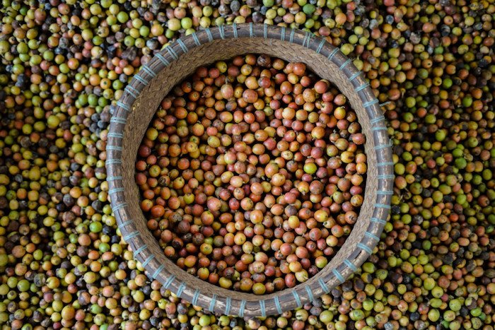 Liberika Kayong, Varietas Kopi Pertama Pulau Kalimantan