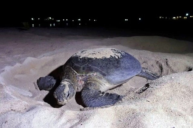Kabar Baik dari Kaltim: Habitat Penyu Hijau Berau Kini Masuk Zona Aman