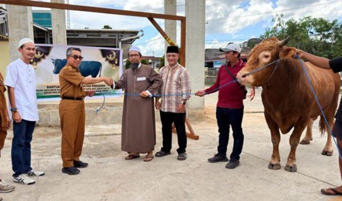 Sapi Kurban Presiden 950 Kg jadi Magnet Iduladha di Kutim