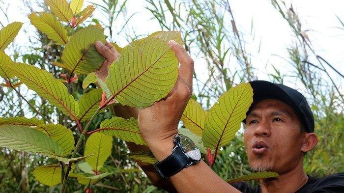 Kratom: Tanaman Kontroversial jadi Primadona Ekspor Indonesia