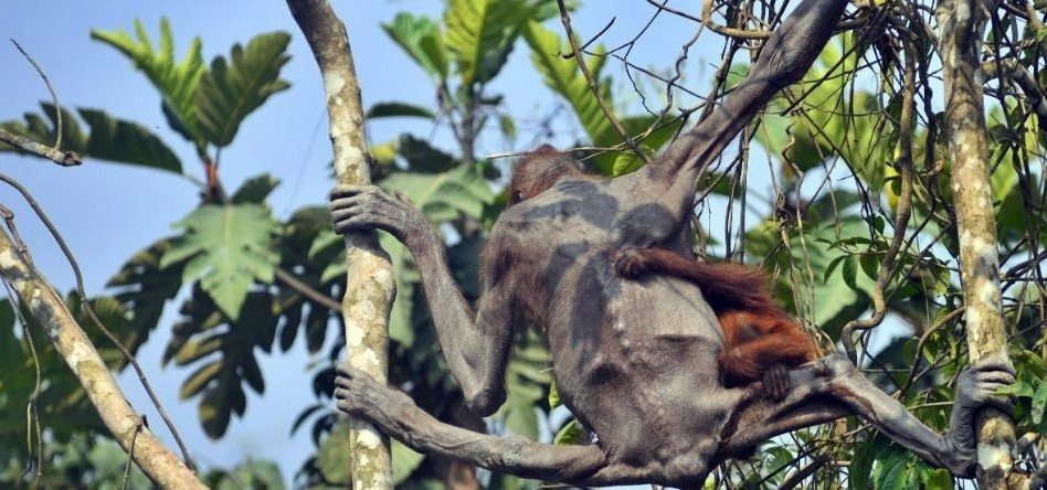 Viral Orangutan Kurus di Jalan Tambang Kutim Kaltim Kini Pulih, Kisahnya Menyayat Hati