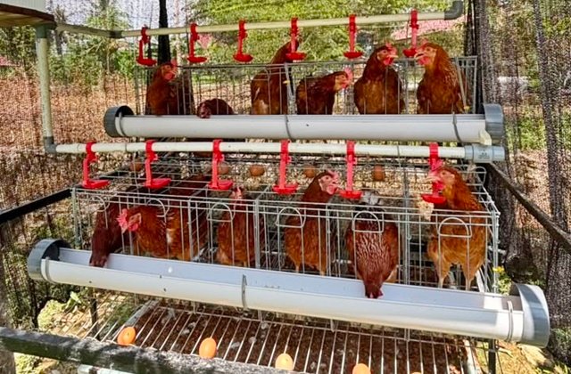 Emak-Emak Bontang Sulap Bantuan Ayam Petelur Jadi Cuan Tambahan