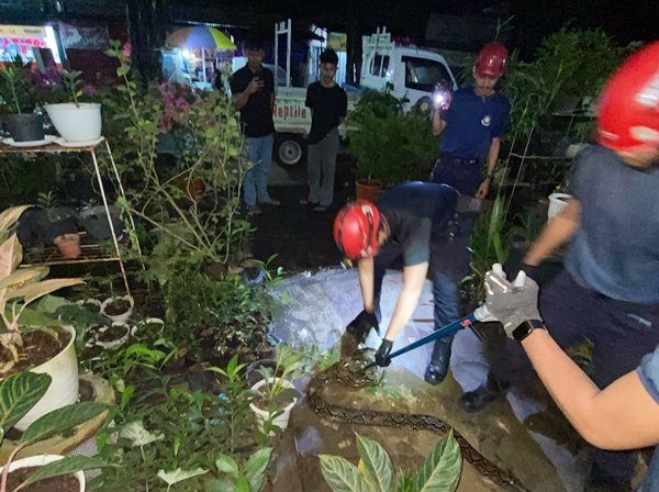Jelang Sahur, Ular Piton 3 Meter Bikin Geger Warga Jl KS Tubun Bontang
