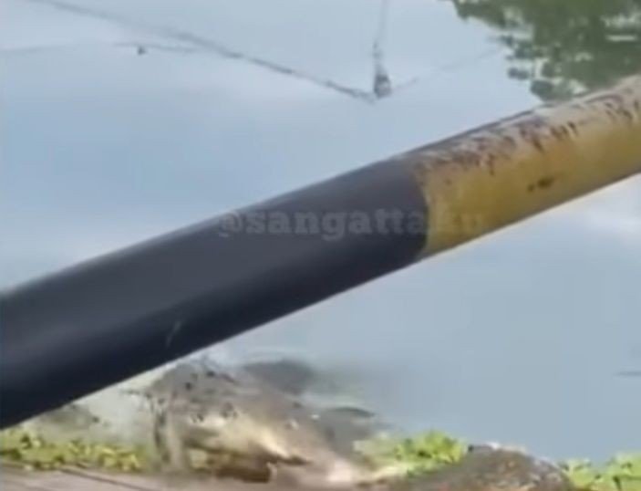 Viral Buaya Terjang Kucing saat Minum di Danau Polder Sangatta