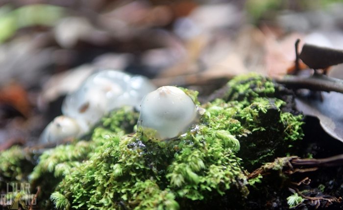 Jamur Mata Sapi, Jamur Khas Kaltim yang Tersembunyi di Gunung Beriun