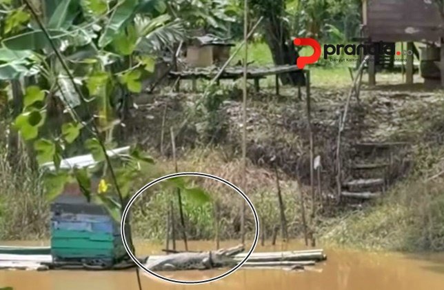 Habitat Digusur Sawit, Buaya di Kutim Mulai Teror Warga