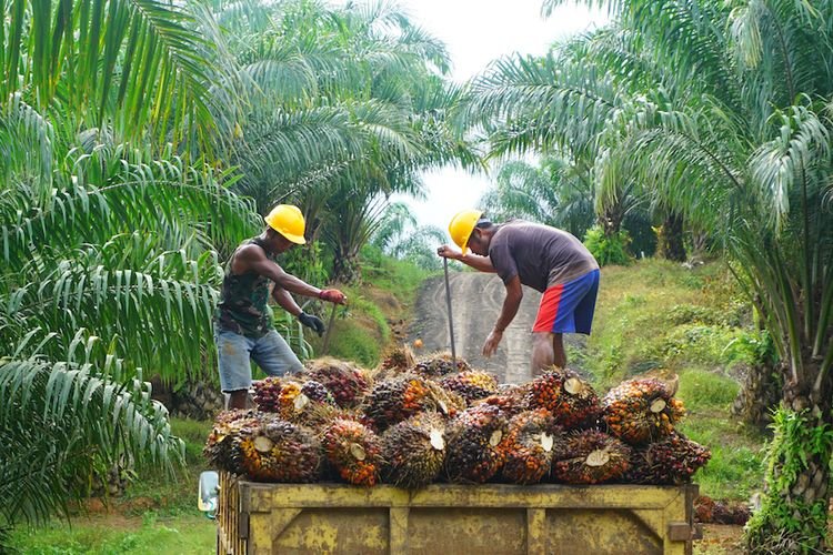 Kaltim Menanti Kebijakan DBH untuk Produk Kelapa Sawit