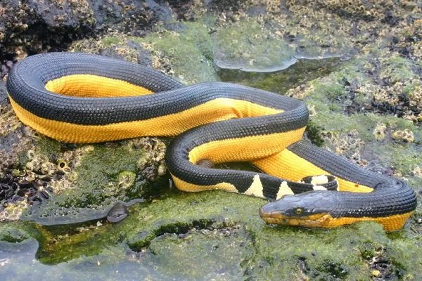 Gigitan Ular Laut di Kaltim Lebih Mematikan